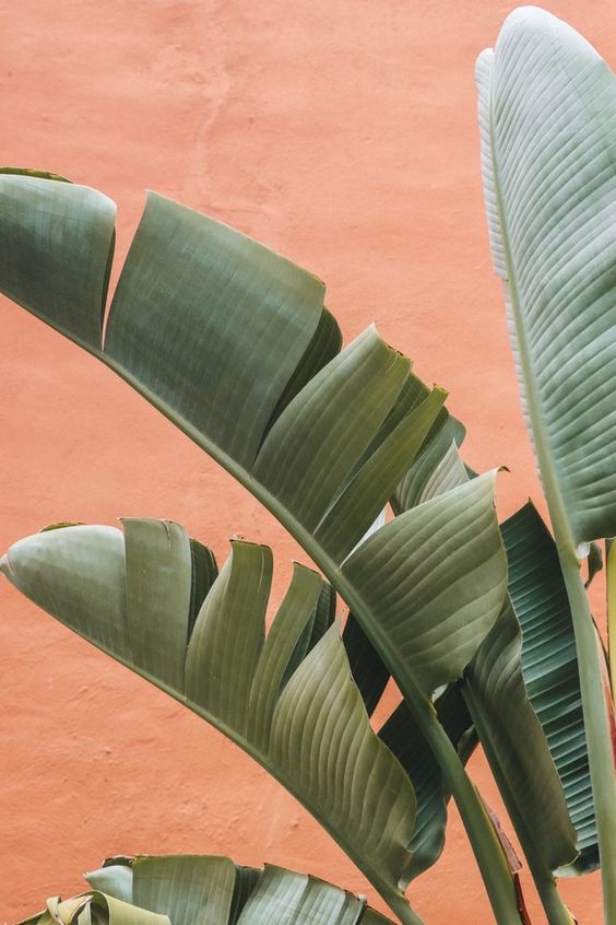 hoja-platanera-planta