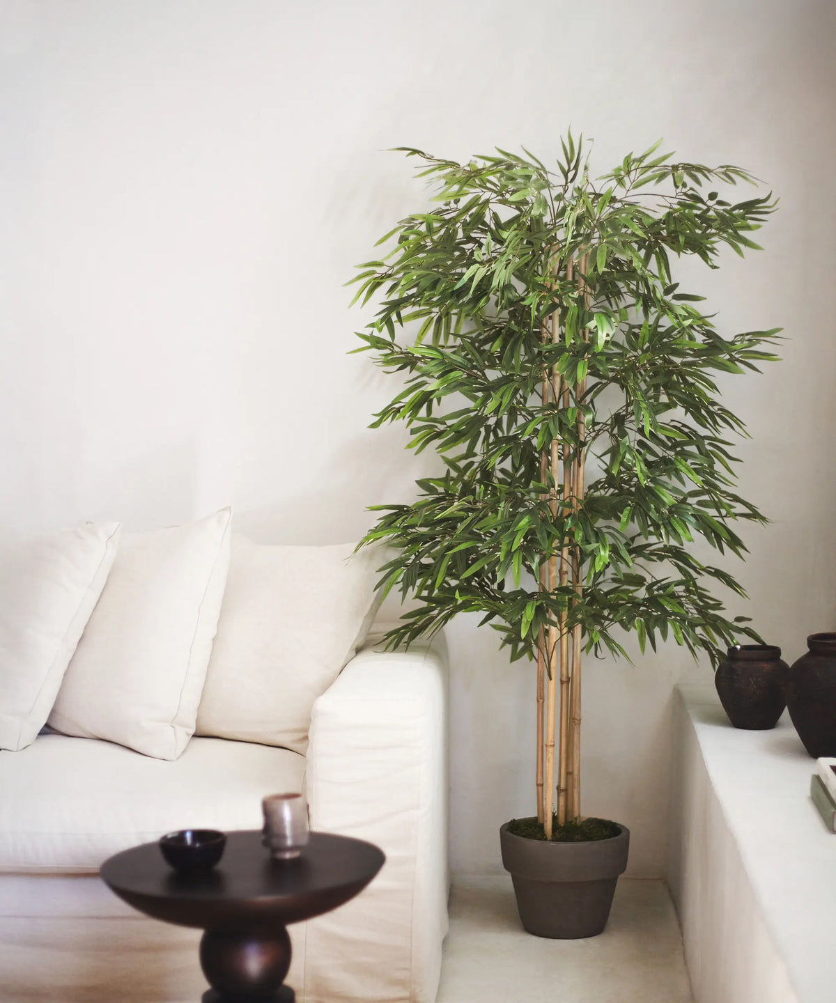 Decoración con Plantas de Bambú: Estilo Zen para tu Hogar