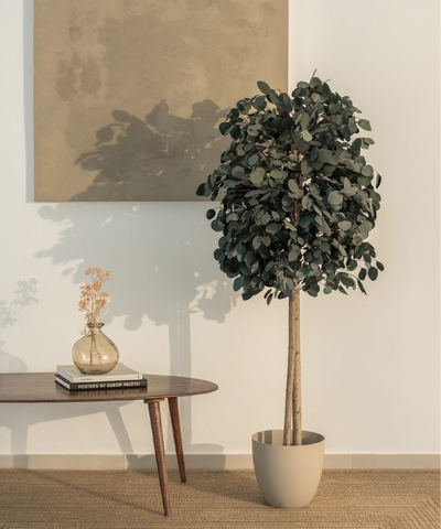 Arbres preservés Eucalyptus Round