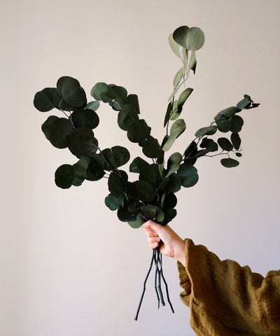 Ramo Preservado Eucalyptus Round