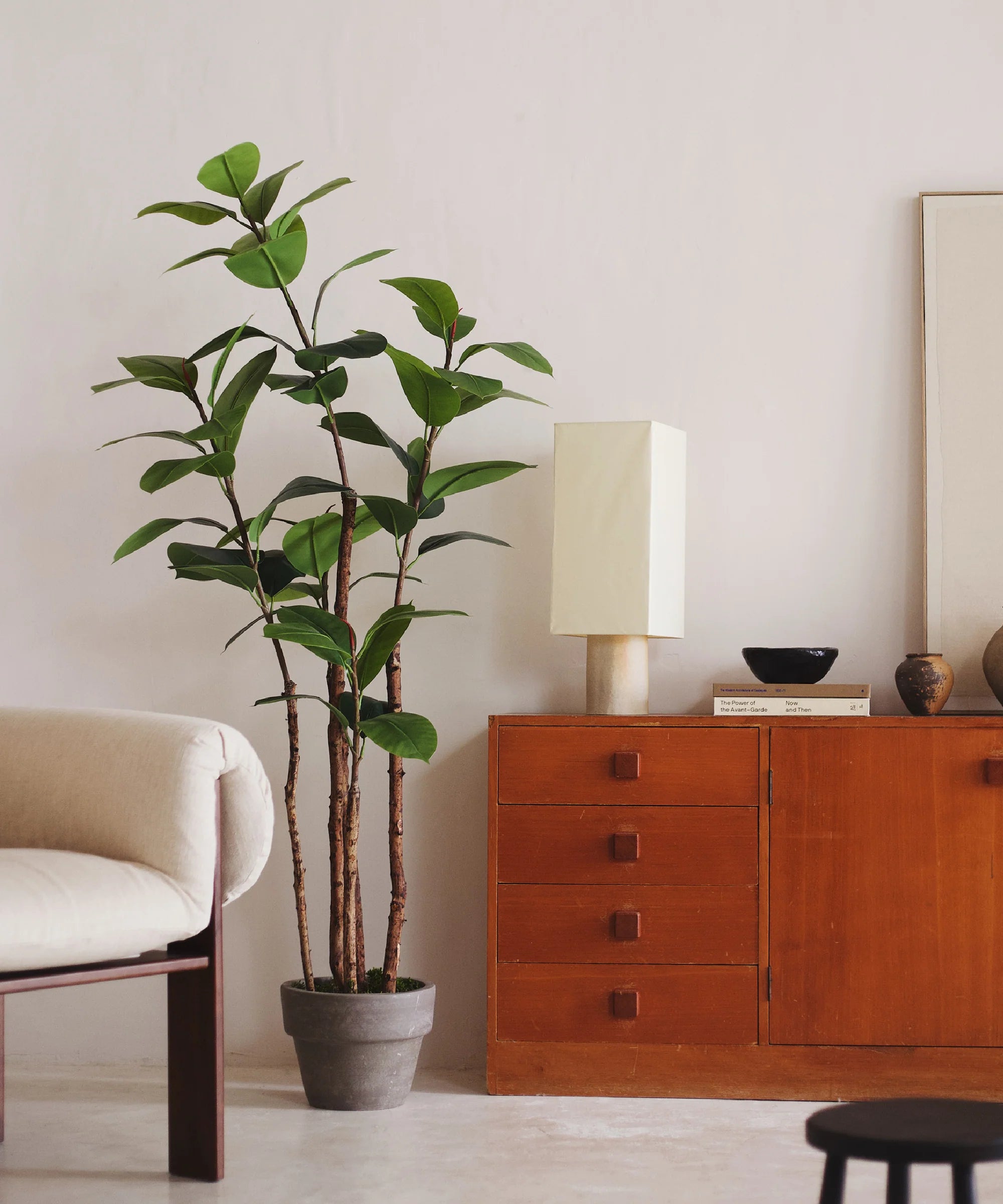 Ficus Elástica