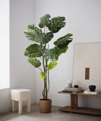 Collection Monstera