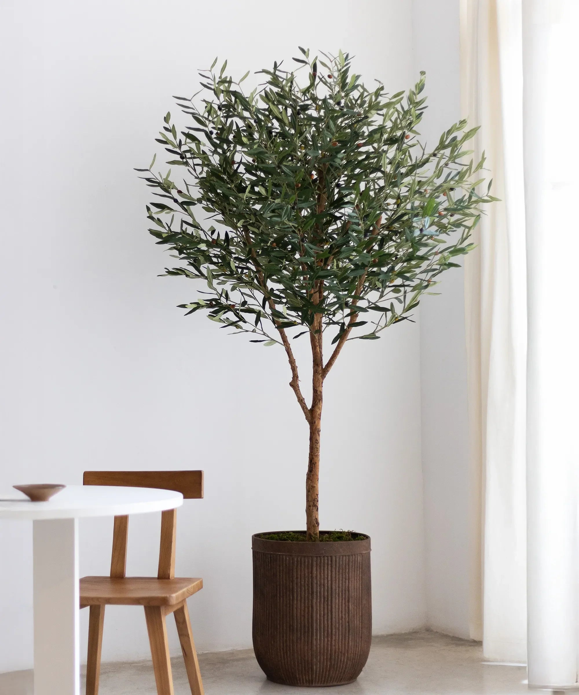 Centennial Olive