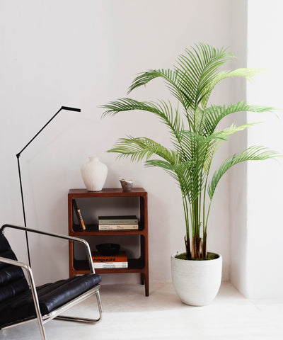 Collection Palmera