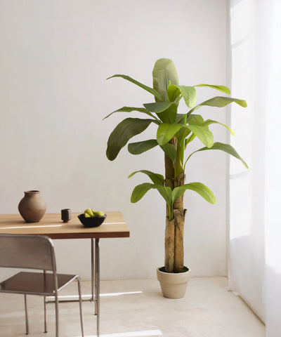 Collection Platanera