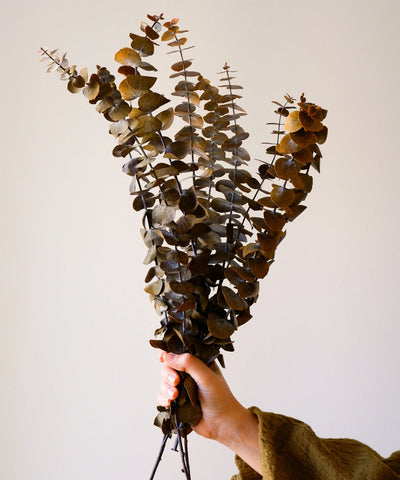 Ramo Preservado Eucalyptus Baby