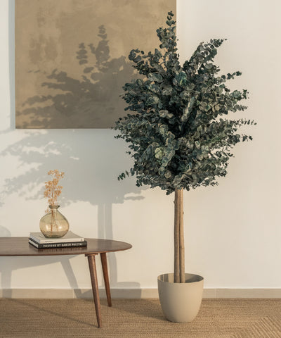 Arbres preservés Eucalyptus