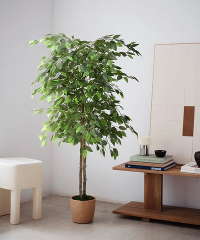 Ficus Essential