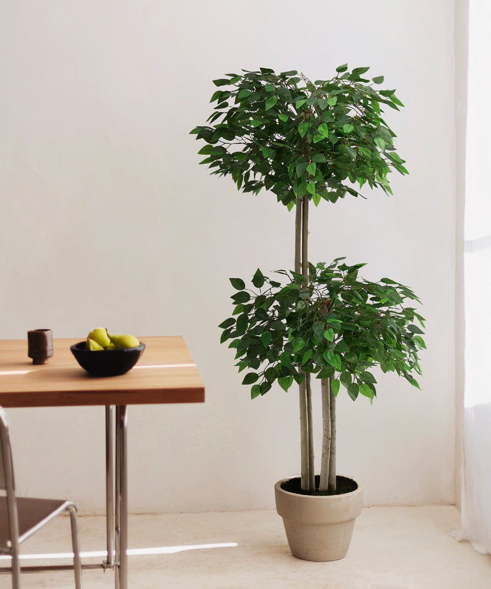 Ficus Copas