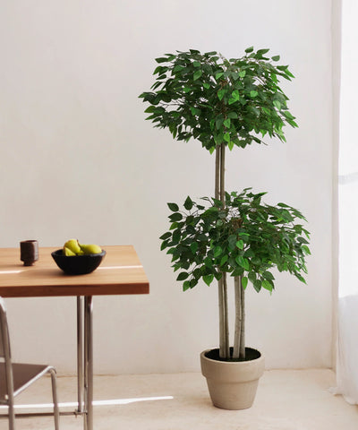 Ficus Copas