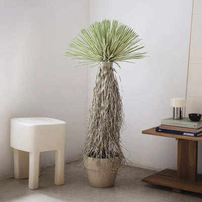 Collection Nolina