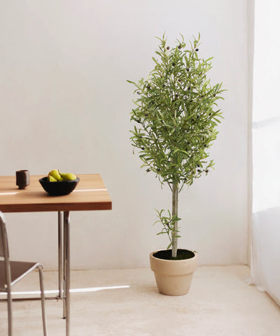 Collection Olivo