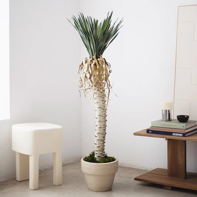Yuca Artificielle
