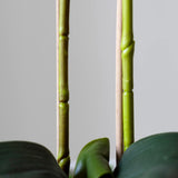 Cañas Orquídea MAIA SHOP
