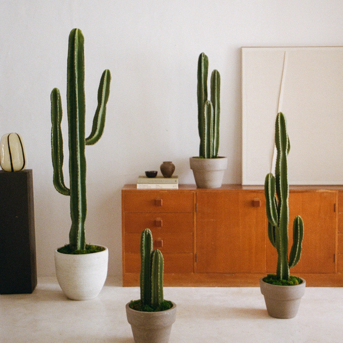 Cactus Collection MAIA SHOP Cactus Artificial