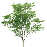 Ficus artificial 3,20 m
