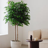 Ficus artificial 185