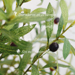 caracteristicas olivo artificial